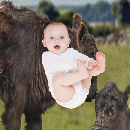 Belted Galloway Lightweight Throw Blanket