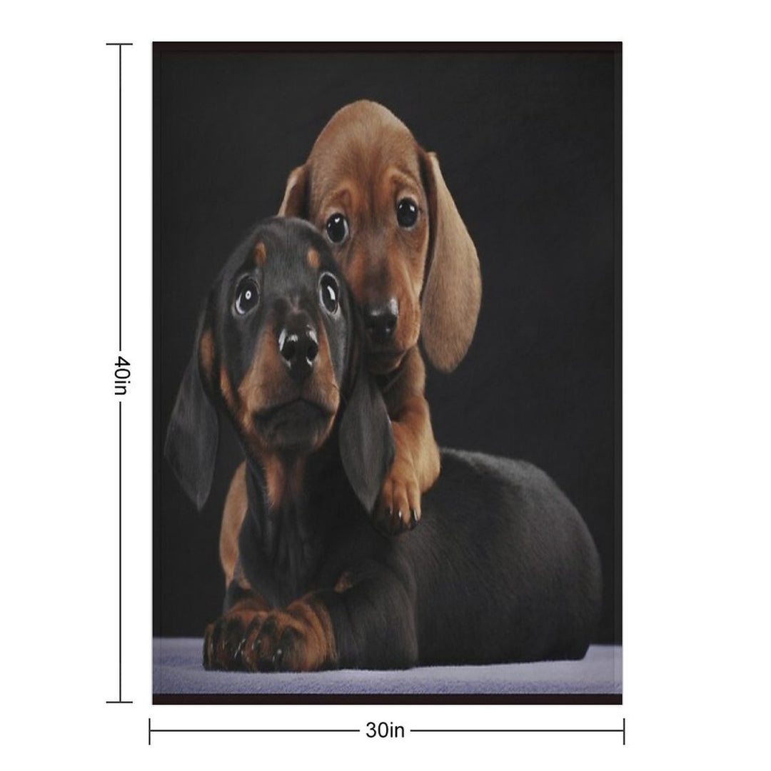 Dachshund Dog Portrait Photo Pupies Durable Throw Blanket