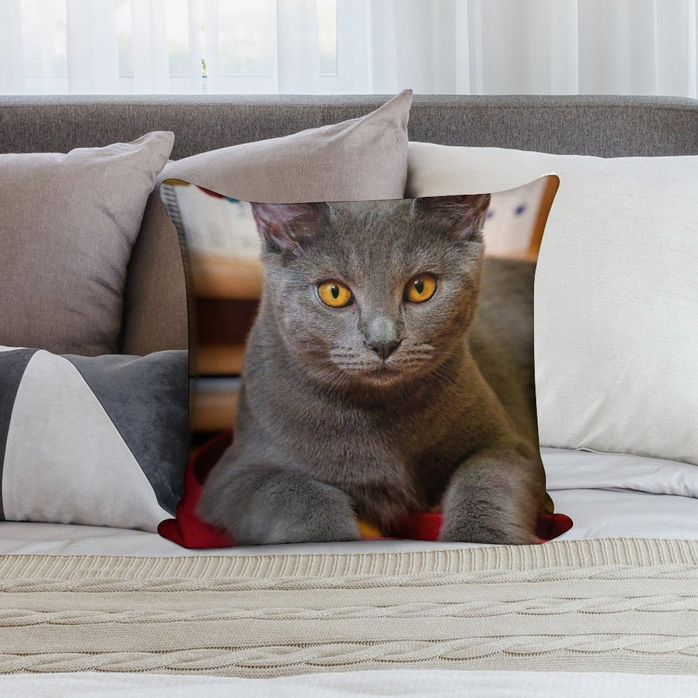 Chartreux Cat Portrait with Golden Eyes Soft Luxury Feel Throw Pillow