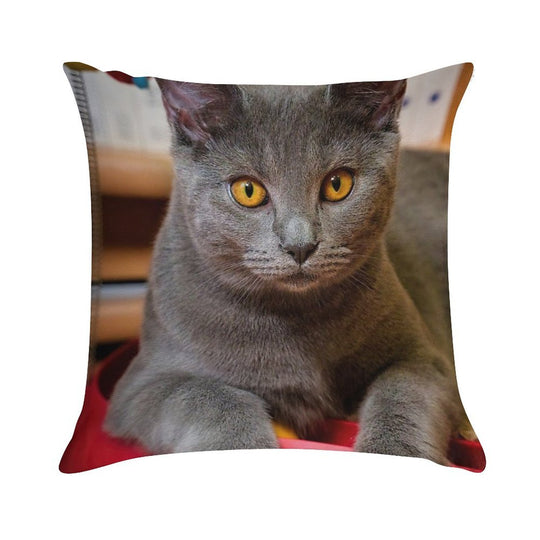 Chartreux Cat Portrait with Golden Eyes Soft Luxury Feel Throw Pillow