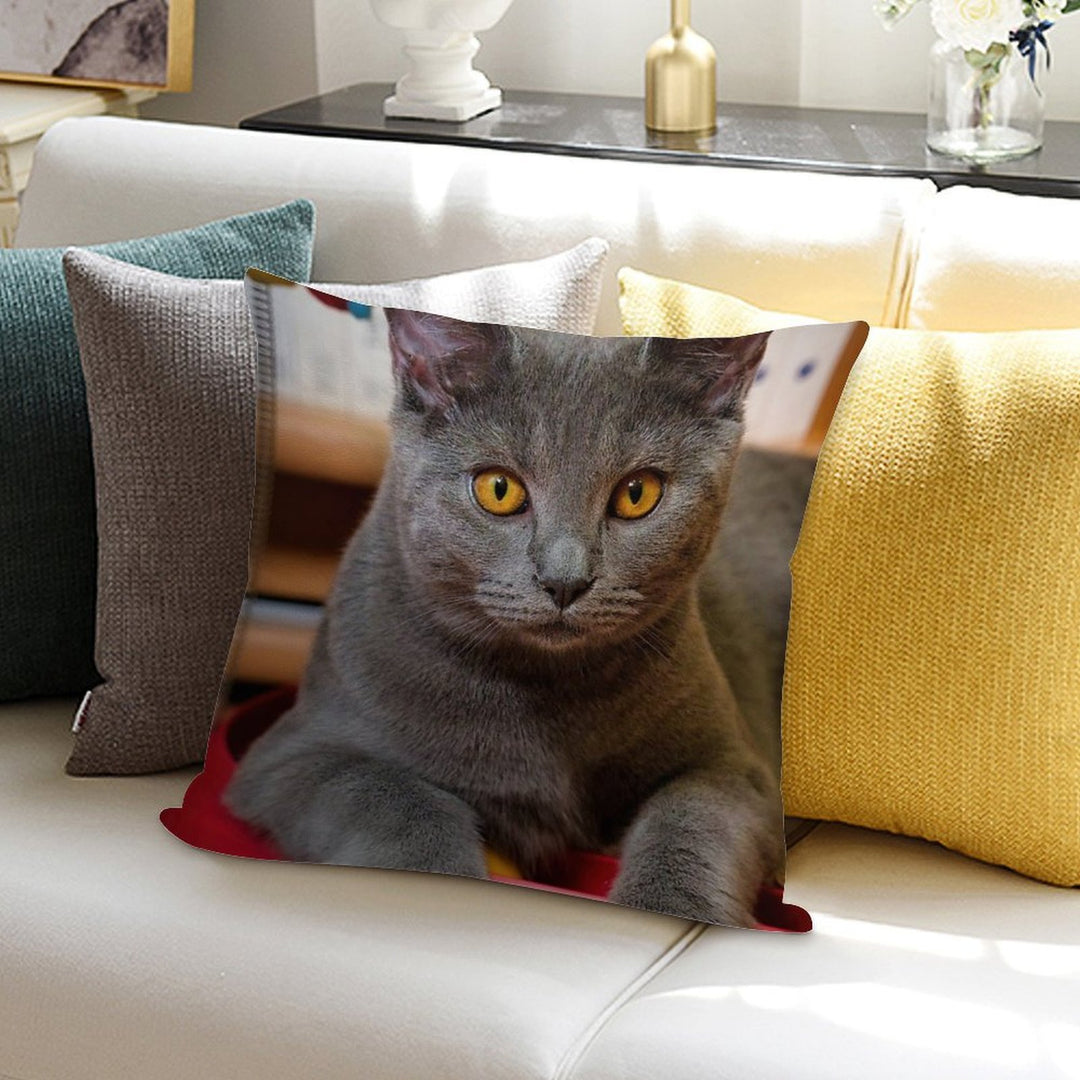 Chartreux Cat Portrait with Golden Eyes Soft Luxury Feel Throw Pillow
